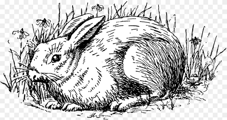 Rabbit Clip Art, Animal, Bird, Mammal, Rodent Free Transparent Png