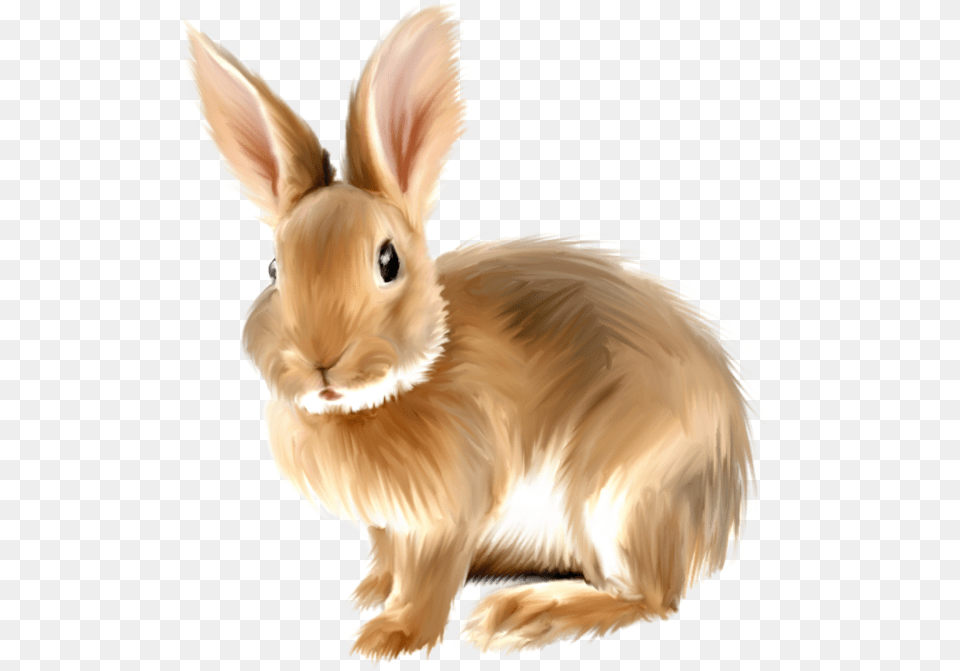 Rabbit Clipart, Animal, Mammal Free Transparent Png