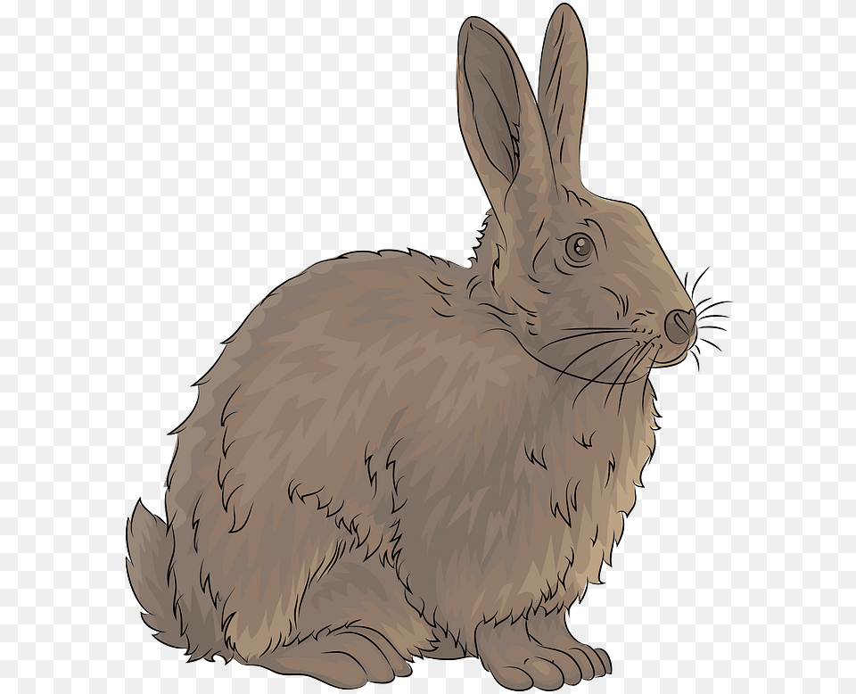 Rabbit Clipart Australian Rabbit Clipart, Animal, Hare, Mammal, Rodent Free Png Download