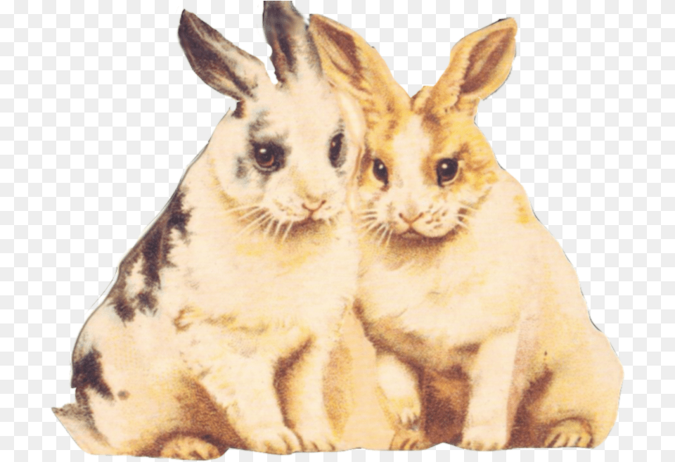 Rabbit Clipart Fur Clip Art, Animal, Cat, Mammal, Pet Png Image