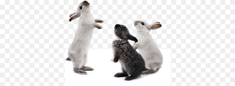 Rabbit Club Rabbit, Animal, Mammal, Bird, Hare Free Png