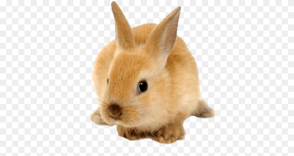 Rabbit Cute Ginger, Animal, Mammal, Rat, Rodent Free Png Download