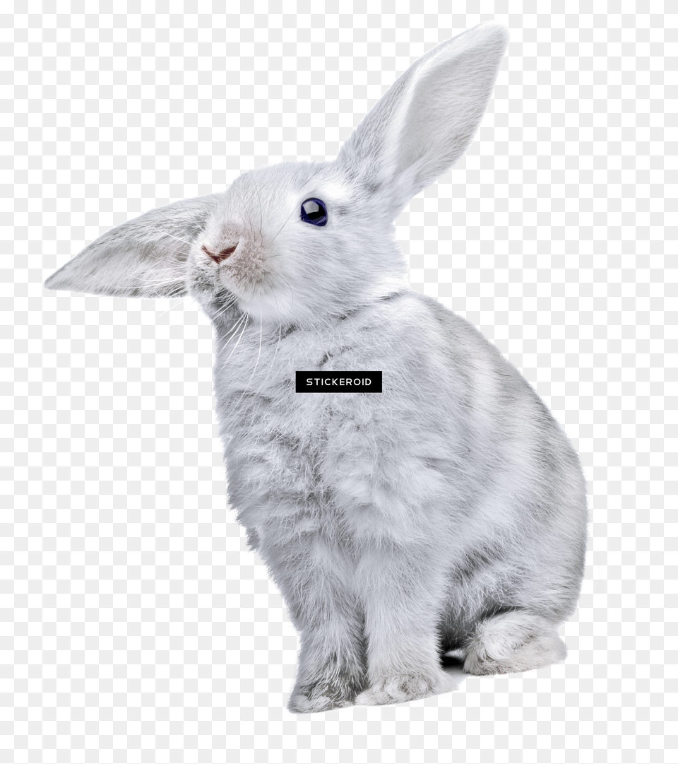 Rabbit Cute Rabbit Free Png