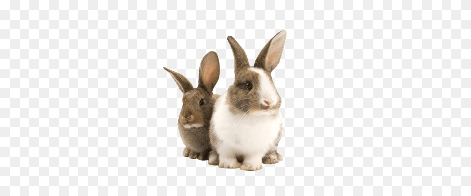 Rabbit Duo, Animal, Mammal, Kangaroo, Hare Free Transparent Png