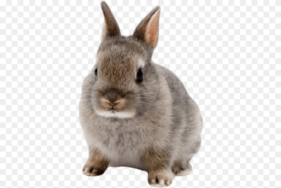 Rabbit Netherland Dwarf Rabbits, Animal, Mammal, Rat, Rodent Free Png
