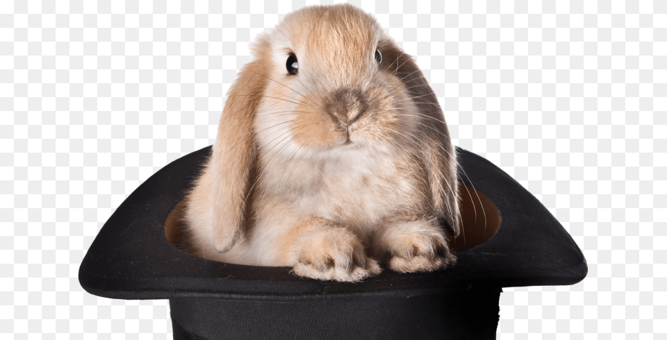 Rabbit Hat Bunny Hat Magic, Animal, Mammal, Rat, Rodent Free Png