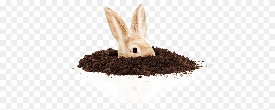 Rabbit Hole Image Easter, Soil, Animal, Mammal, Hare Png