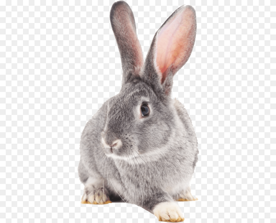 Rabbit White And Grey Rabbits, Animal, Mammal, Rat, Rodent Png Image