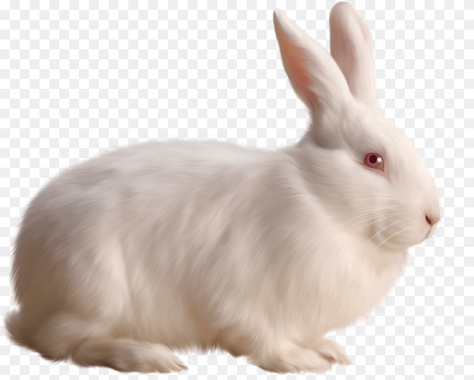 Rabbit Images Rabbit, Animal, Mammal, Rat, Rodent Png