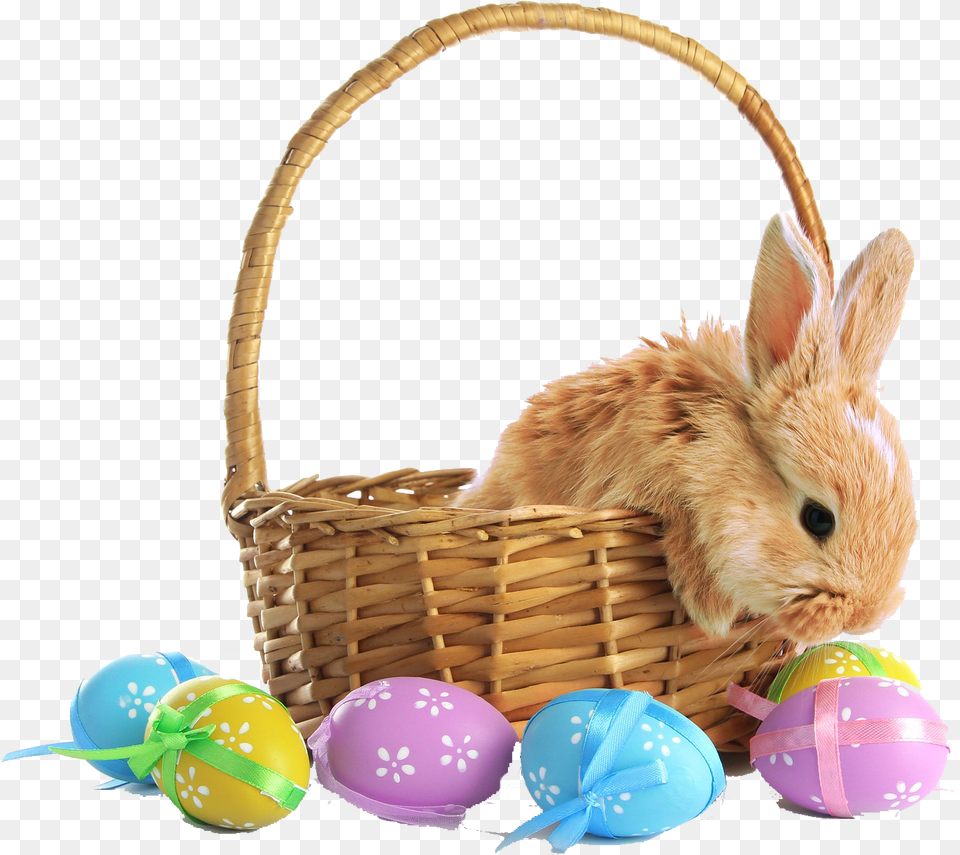 Rabbit In Easter Basket, Animal, Mammal, Rat, Rodent Free Transparent Png