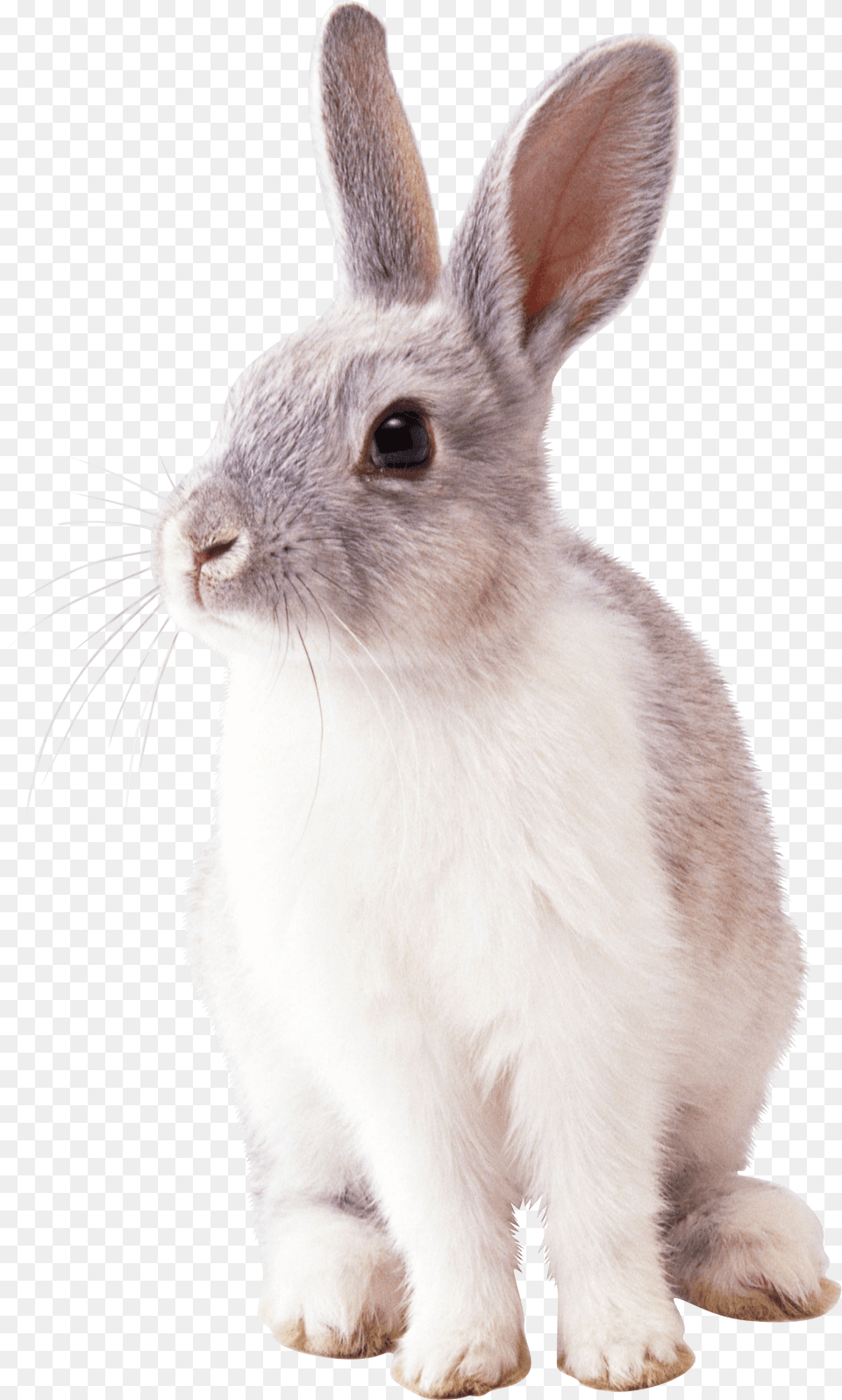 Rabbit Left, Animal, Mammal, Rat, Rodent Png