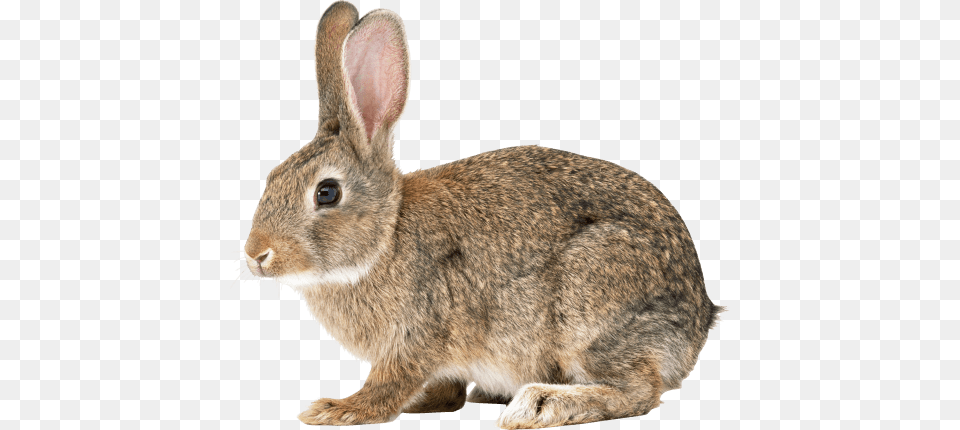 Rabbit Looking Left, Animal, Mammal, Rat, Rodent Png