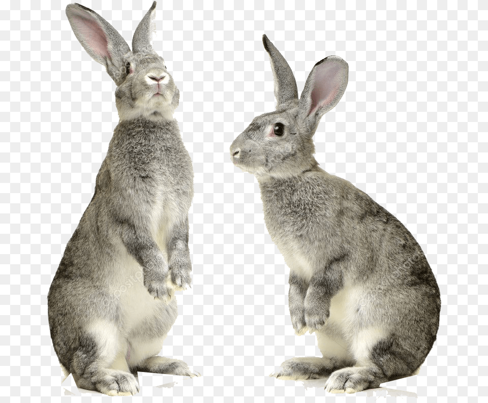 Rabbit Pic Rabbit, Animal, Mammal, Kangaroo Png
