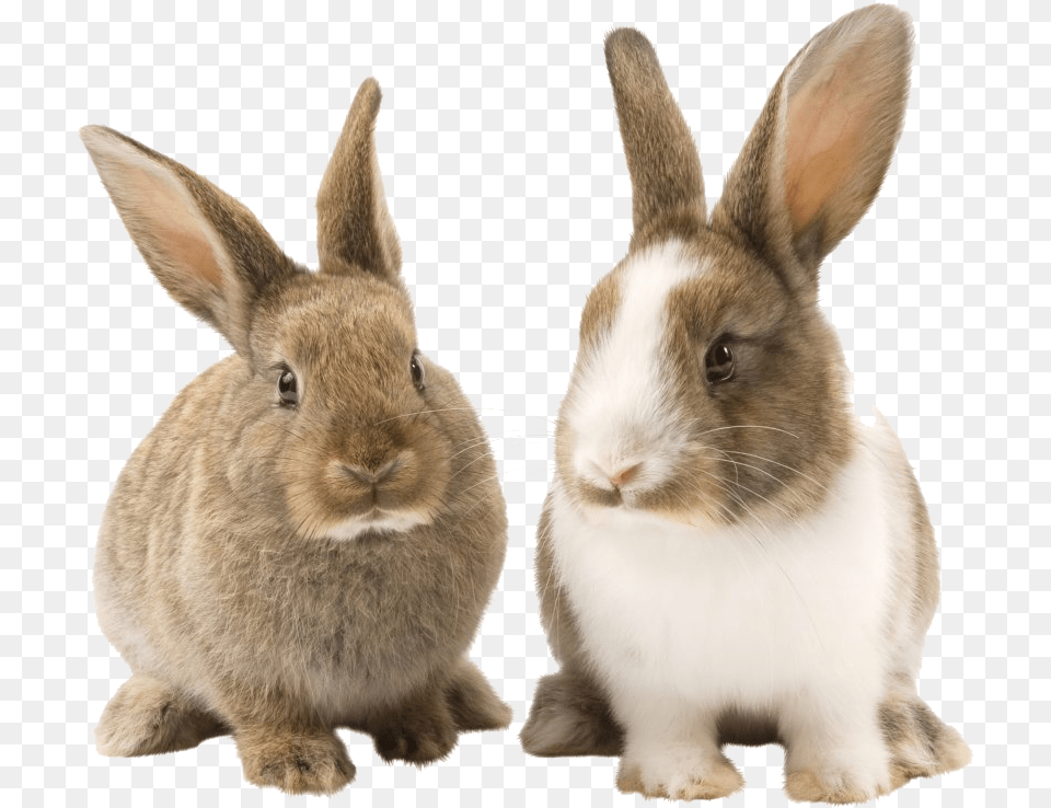 Rabbit Picture Arts Transparent Background Rabbit, Animal, Mammal, Rat, Rodent Free Png
