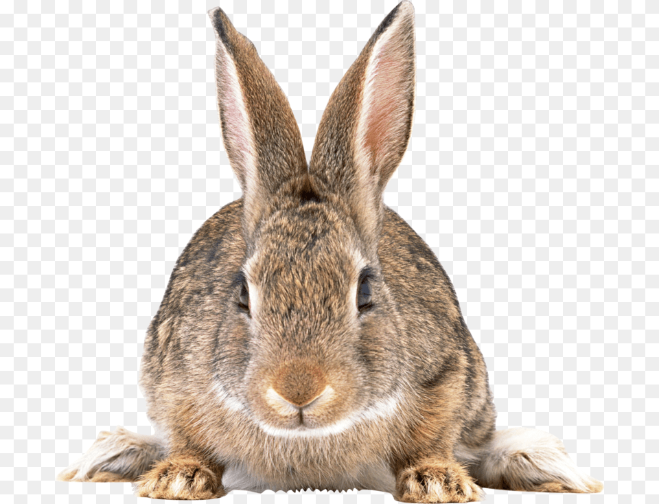 Rabbit Rabbit, Animal, Mammal, Kangaroo, Hare Png Image