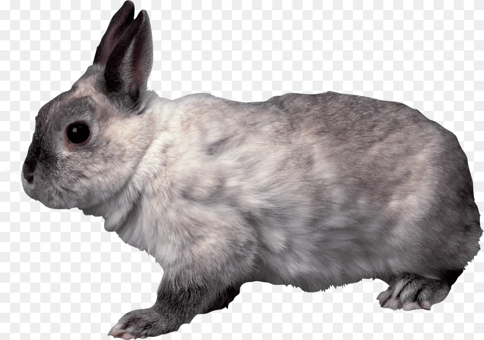 Rabbit Rabbit School Projects Bunnies Clip Rabbit Transparent, Animal, Mammal, Rat, Rodent Free Png Download