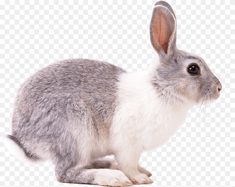 Rabbit Right Clip Arts Bunny From The Side, Animal, Mammal, Rat, Rodent Png Image