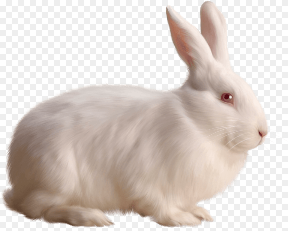 Rabbit Single White, Animal, Mammal, Rat, Rodent Png Image