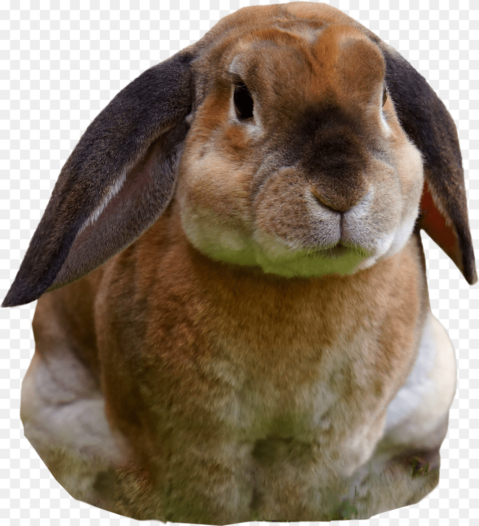 Rabbit Sitting Image Cal Pharma Namaste Skin Herbal Rich Shampoo Best Png