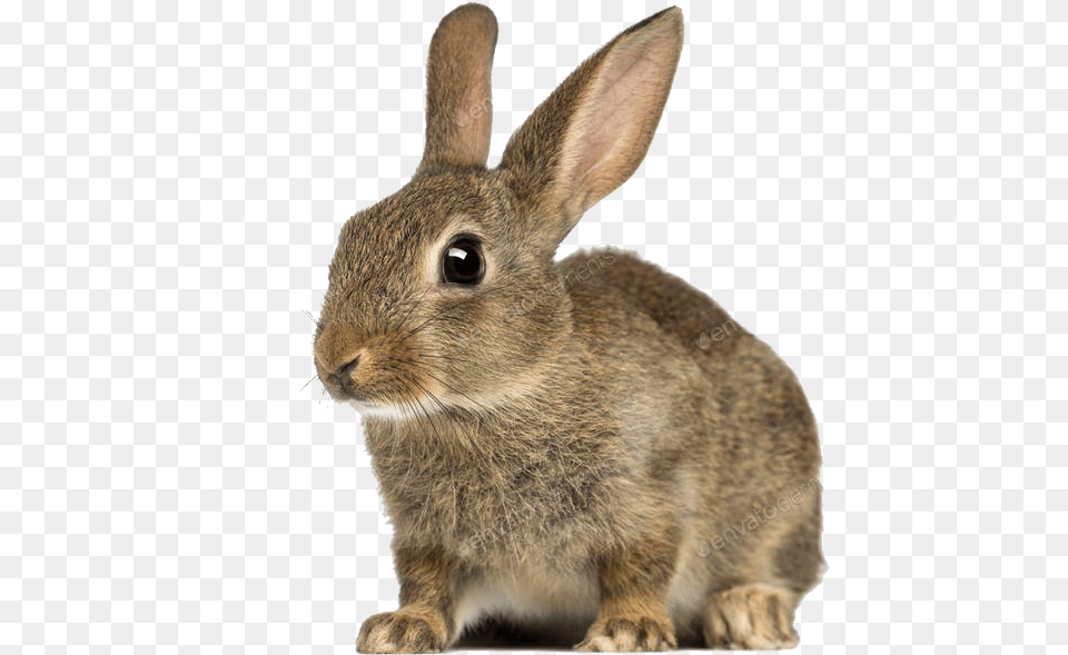 Rabbit White Background Free, Animal, Mammal, Rat, Rodent Png Image
