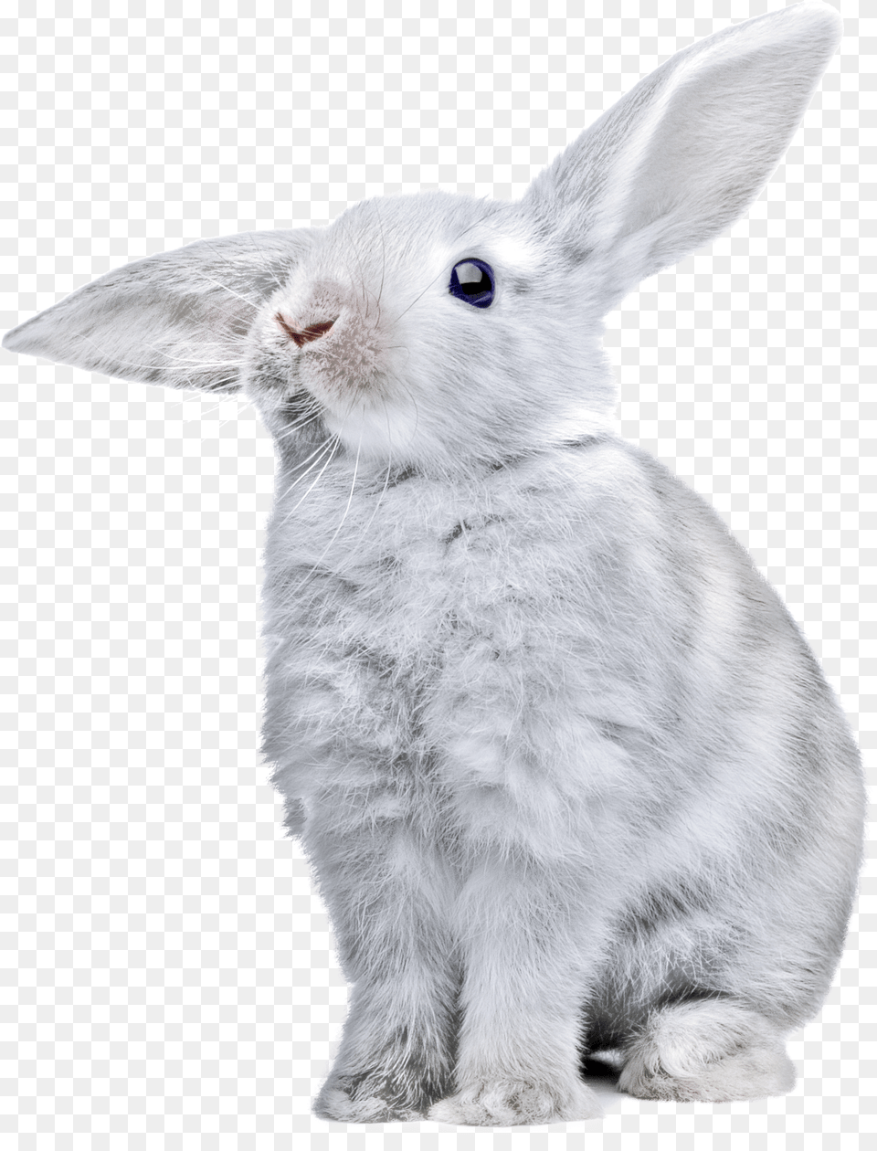 Rabbit White Bunny Free Png