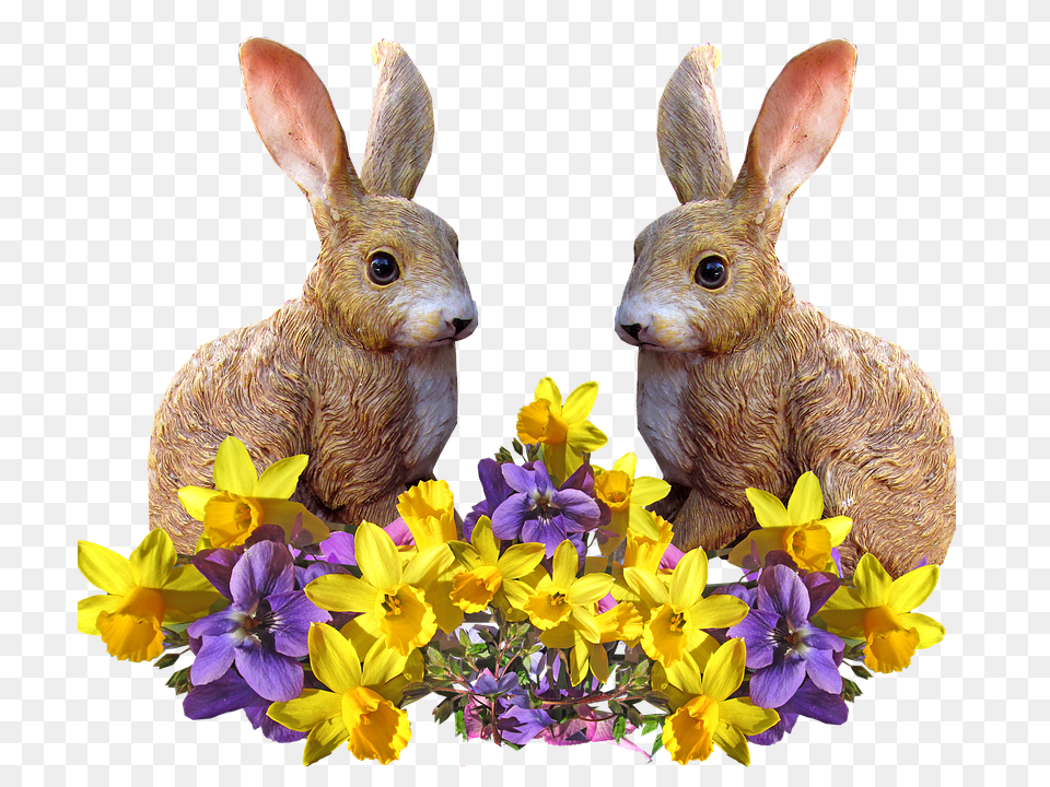 Rabbits Flower, Plant, Flower Arrangement, Animal Png
