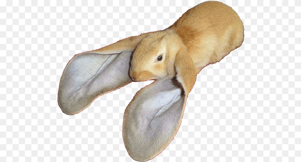 Rabbits With Long Ears, Animal, Mammal, Rabbit, Rat Free Png