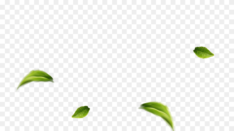 Rabea Tea, Green, Leaf, Plant, Herbal Free Png Download