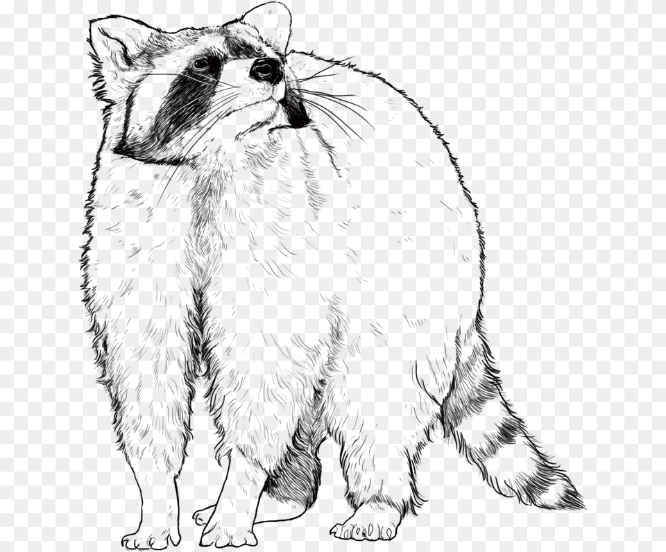 Raccoon, Animal, Mammal, Panther, Wildlife Free Transparent Png