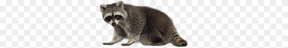 Raccoon, Animal, Mammal, Rat, Rodent Png