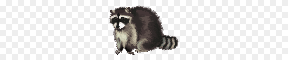 Raccoon, Animal, Mammal, Rat, Rodent Png