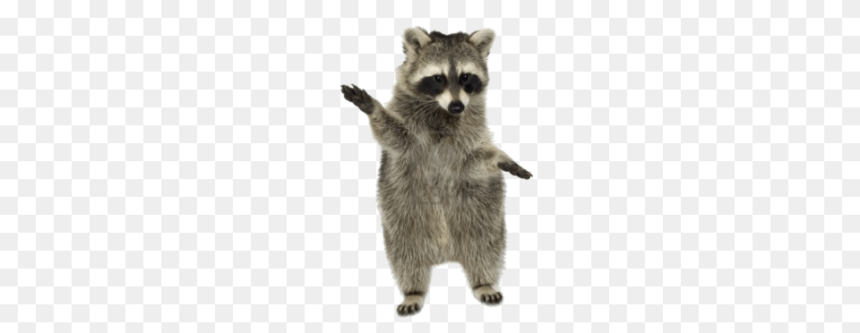 Raccoon, Animal, Mammal, Rat, Rodent Free Transparent Png