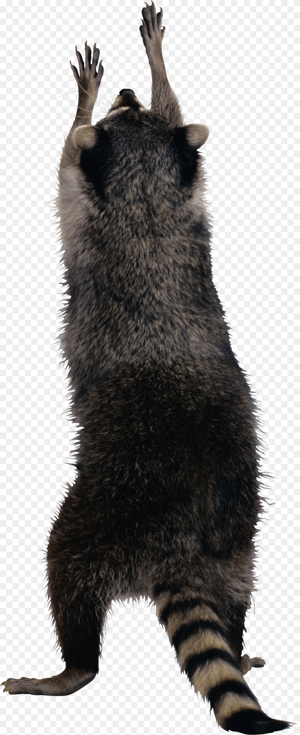 Raccoon, Animal, Bear, Mammal, Wildlife Free Png Download