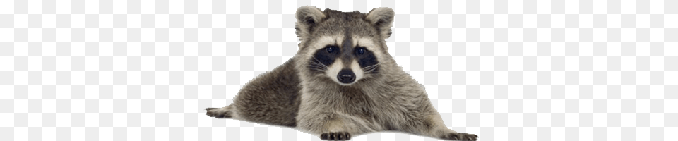 Raccoon, Animal, Mammal Free Png