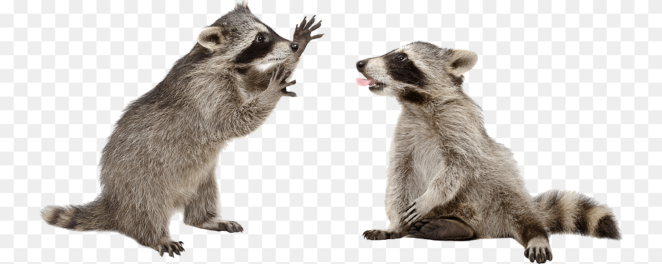 Raccoon, Animal, Bear, Mammal, Wildlife Png Image