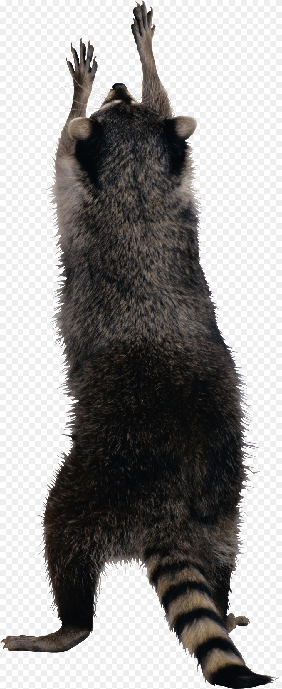 Raccoon, Animal, Bear, Mammal, Wildlife Png Image
