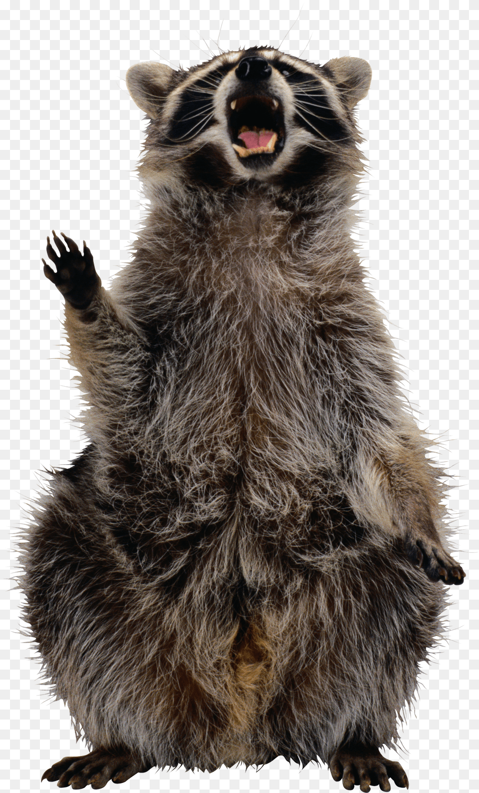 Raccoon Free Png