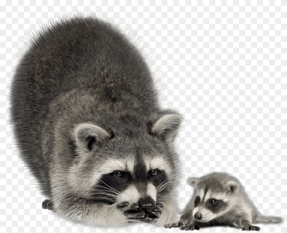 Raccoon Png