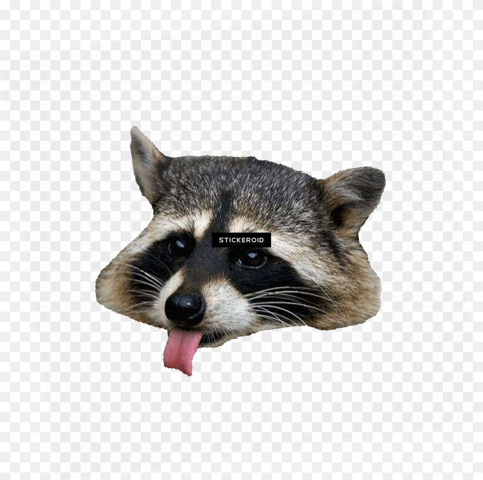 Raccoon, Animal, Canine, Dog, Mammal Free Png Download