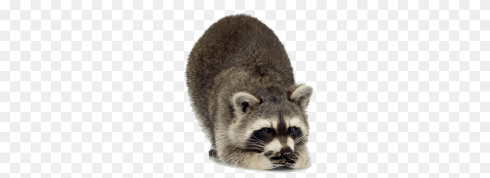 Raccoon, Animal, Mammal, Cat, Pet Png Image