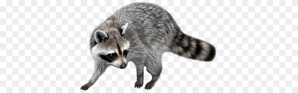 Raccoon, Animal, Mammal, Cat, Pet Free Png Download