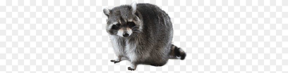 Raccoon, Animal, Mammal, Cat, Pet Free Png Download