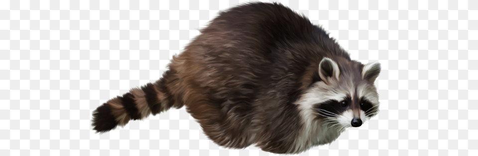 Raccoon, Animal, Mammal, Cat, Pet Free Transparent Png