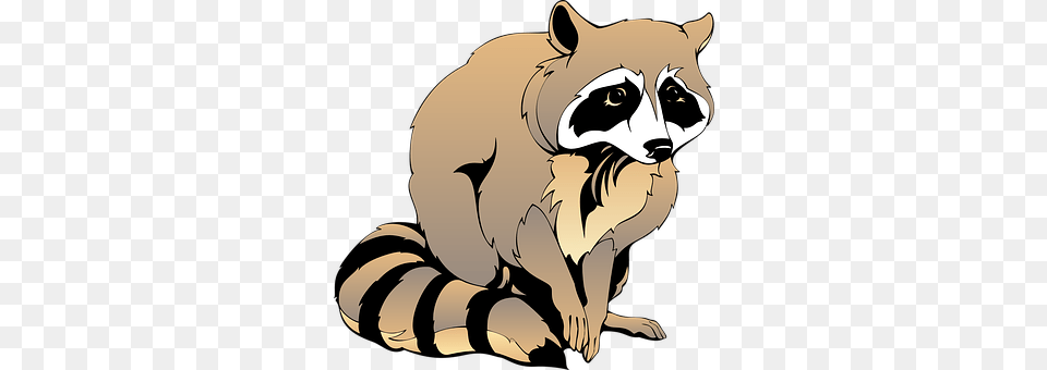 Raccoon Animal, Mammal, Baby, Person Free Png Download