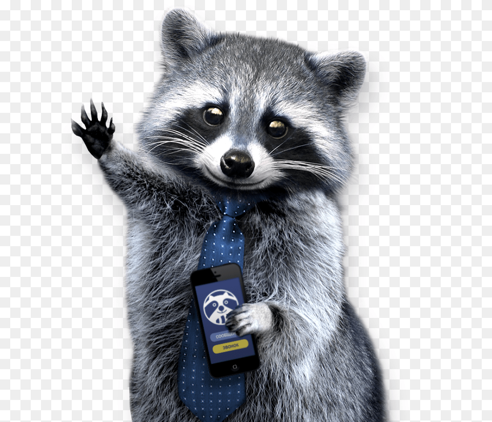 Raccoon, Accessories, Formal Wear, Tie, Animal Png Image