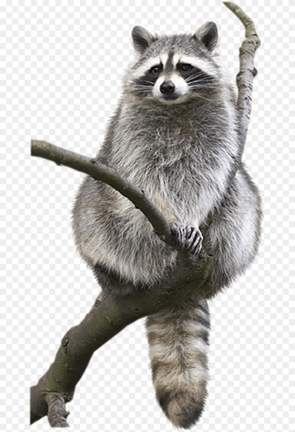 Raccoon Animal Drawing Bat Bird Racoon Without Background, Mammal, Bear, Wildlife Free Png Download