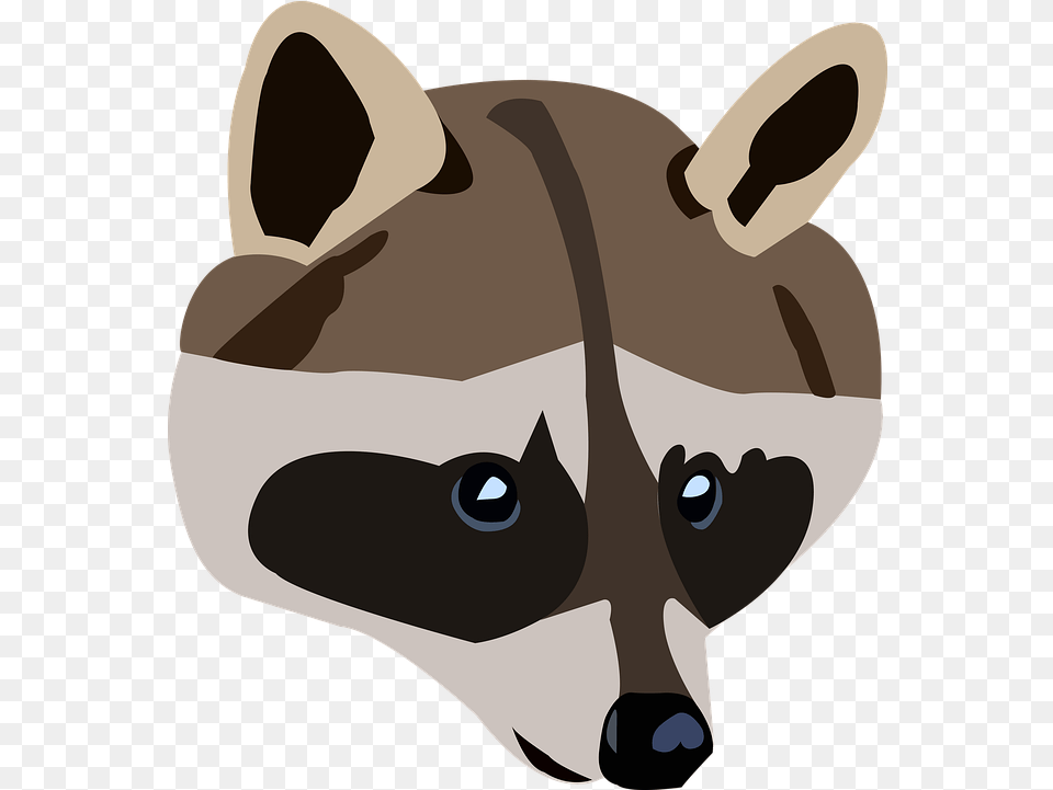 Raccoon Animal Wild On Pixabay Raccoon, Mammal, Fish, Sea Life, Shark Free Transparent Png