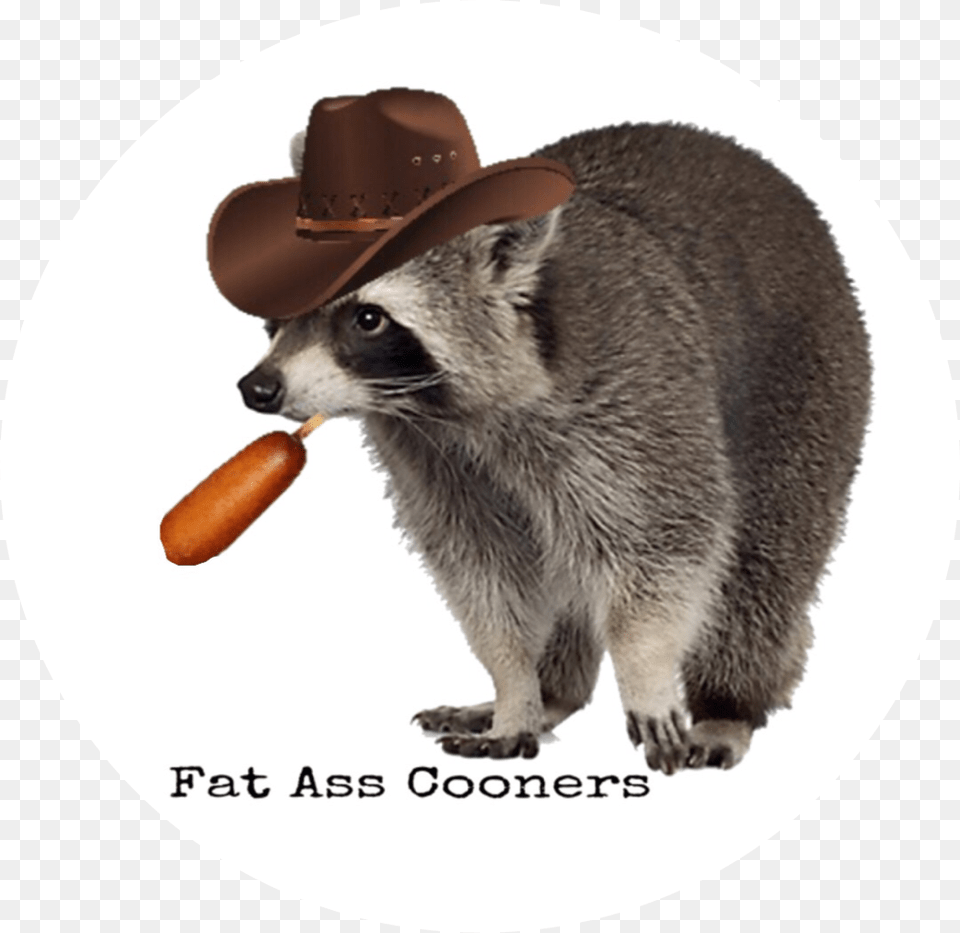 Raccoon Ass Fat Ass Raccoon, Clothing, Hat, Animal, Bear Png Image