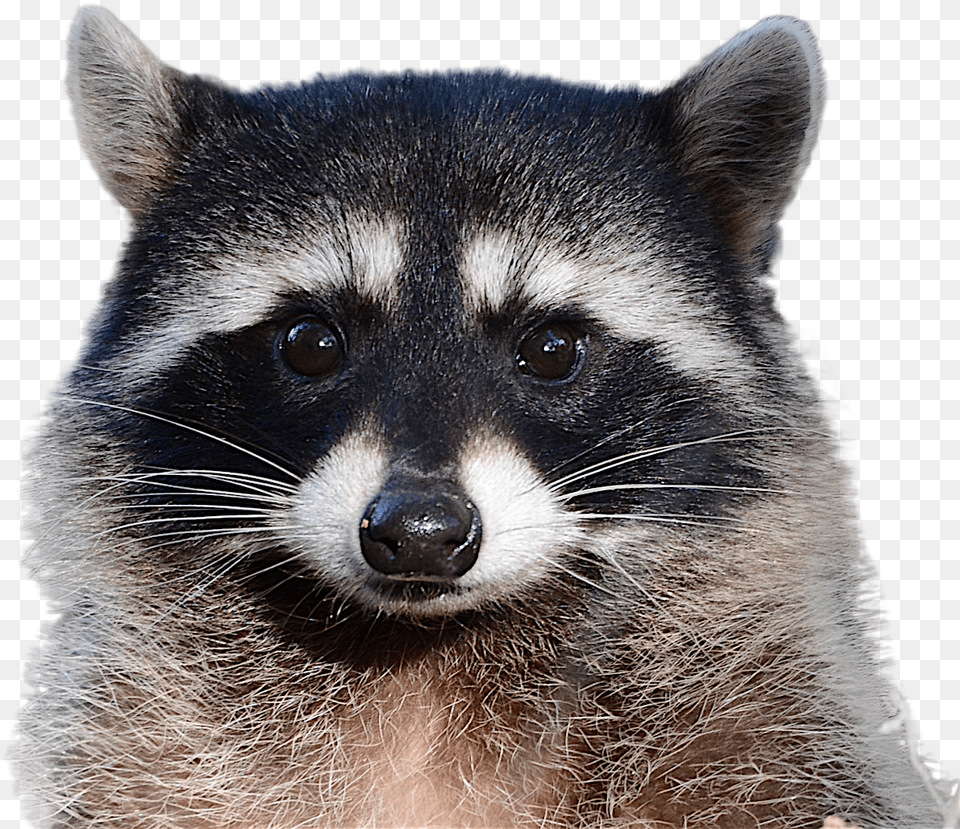 Raccoon Background Raccoon, Animal, Mammal, Canine, Dog Free Png