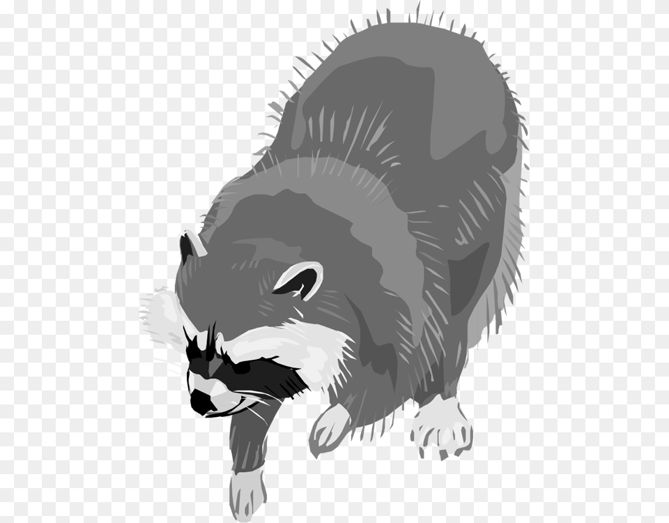Raccoon Clipart Grey Raccoon, Animal, Mammal, Baby, Person Free Png